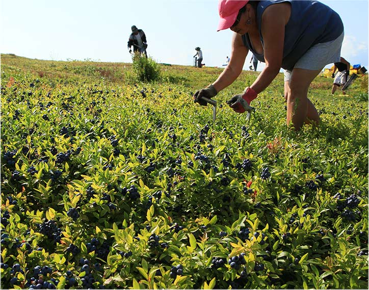 Daureen Flores Rakes Blueberries