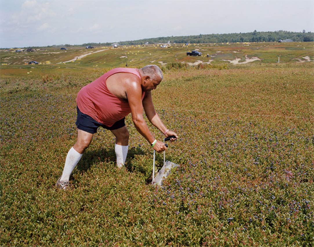 home-gallery-man-raking-blueberries man raking blueberries